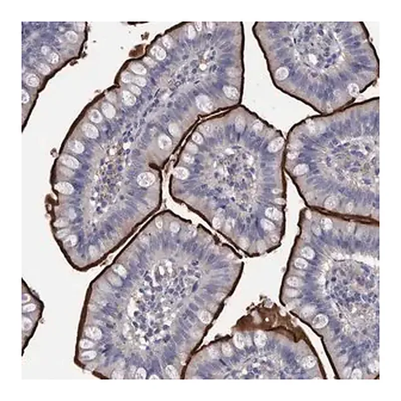 Merck Anti-DLL4 antibody produced in rabbit