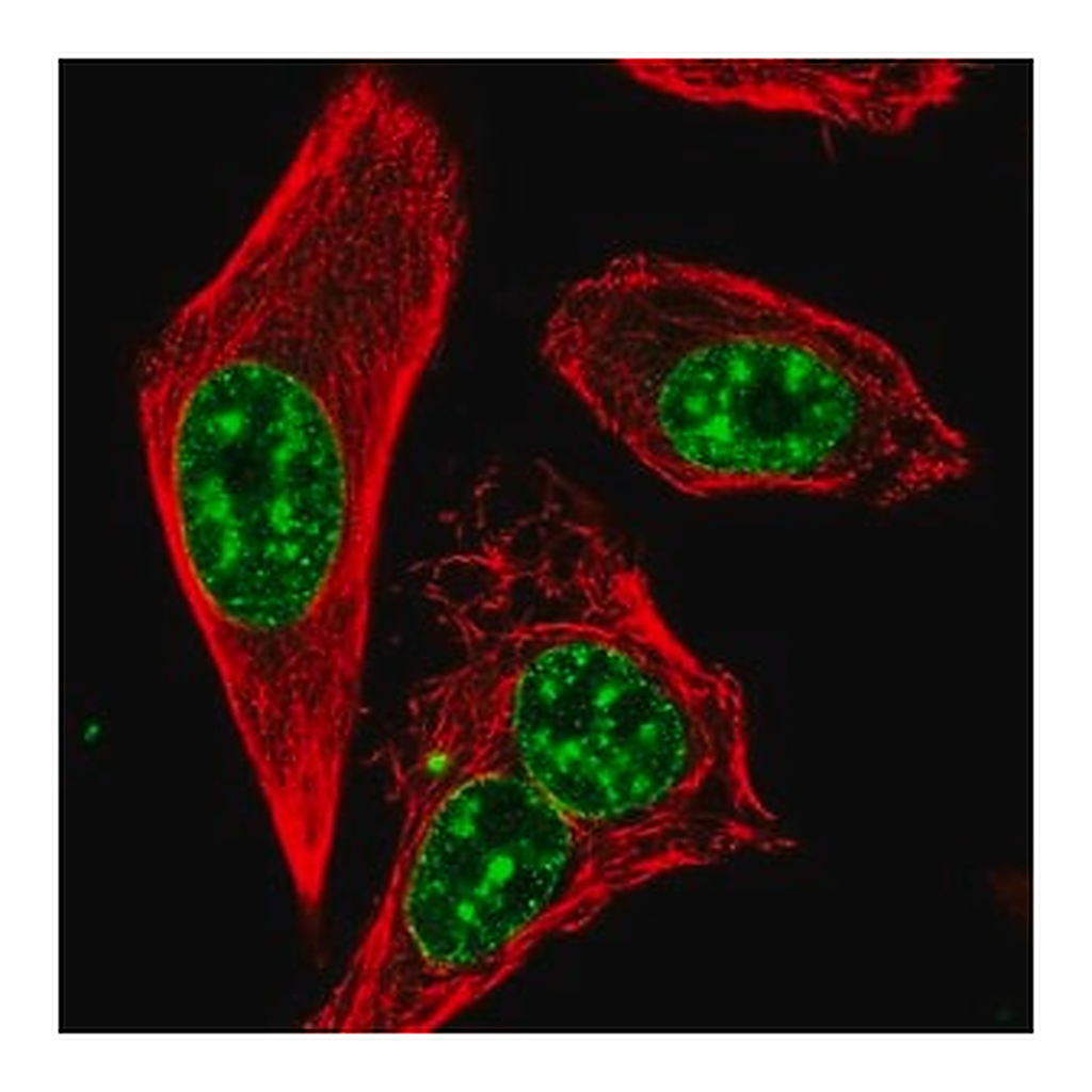 Merck Anti-RTEL1 antibody produced in rabbit