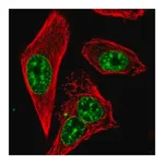 Merck Anti-RTEL1 antibody produced in rabbit