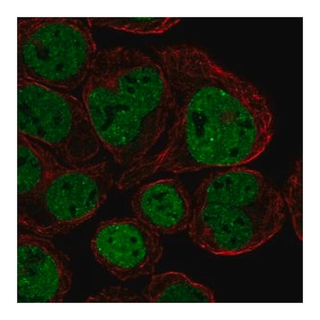 Merck Anti-CX3CR1 antibody produced in rabbit