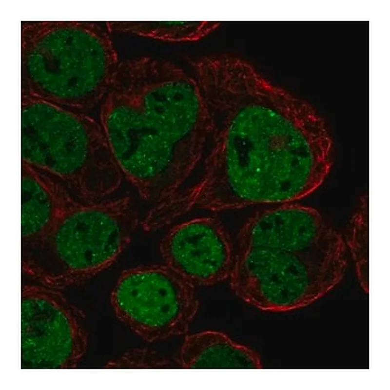 Merck Anti-CX3CR1 antibody produced in rabbit