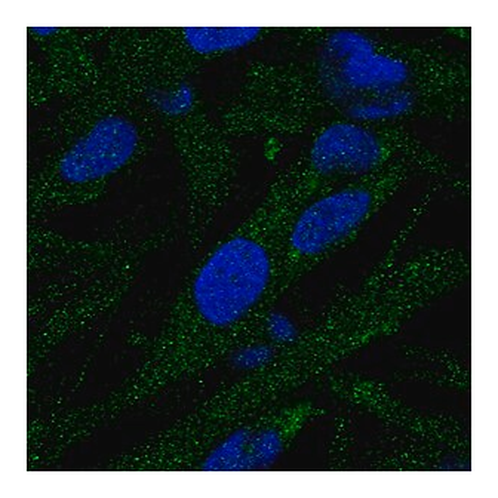 Merck Anti-EPG5 antibody produced in rabbit