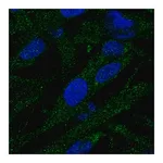 Merck Anti-EPG5 antibody produced in rabbit