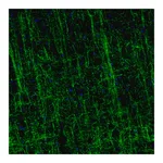 Merck Monoclonal Anti-MOG antibody produced in mouse