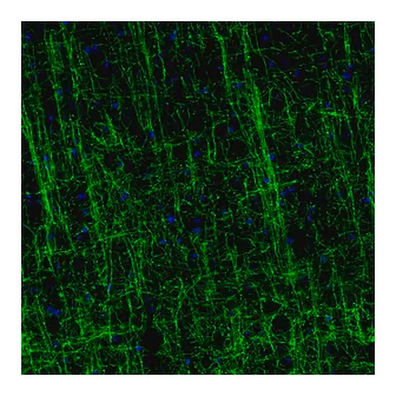Merck Monoclonal Anti-MOG antibody produced in mouse