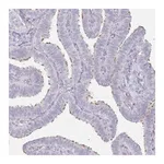 Merck Anti-DNAH11 antibody produced in rabbit