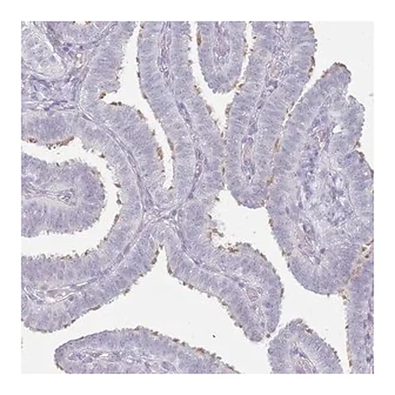 Merck Anti-DNAH11 antibody produced in rabbit