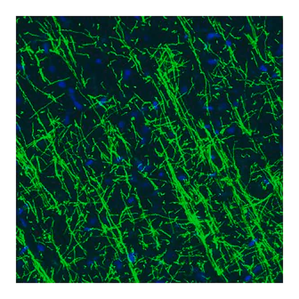 Merck Monoclonal Anti-MBP antibody produced in mouse