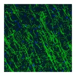Merck Monoclonal Anti-MBP antibody produced in mouse