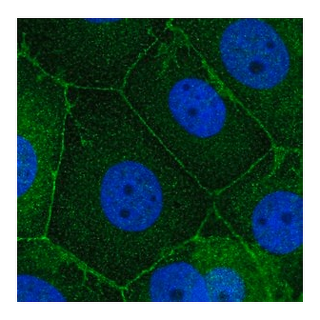 Merck Anti-SCRIB antibody produced in rabbit