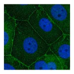 Merck Anti-SCRIB antibody produced in rabbit