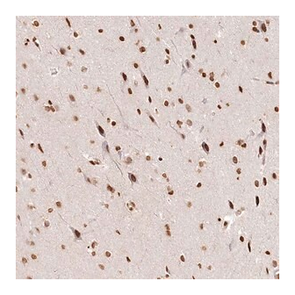 Merck Anti-FAM13A antibody produced in rabbit