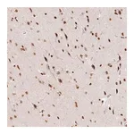 Merck Anti-FAM13A antibody produced in rabbit