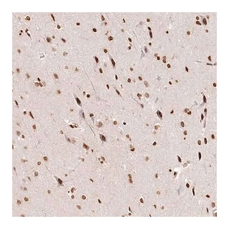 Merck Anti-FAM13A antibody produced in rabbit