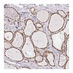 Merck Anti-GLIS3 antibody produced in rabbit