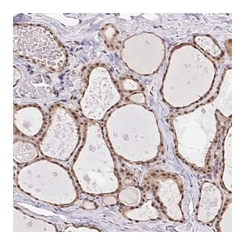 Merck Anti-GLIS3 antibody produced in rabbit