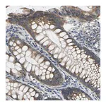 Merck Anti-AHNAK antibody produced in rabbit