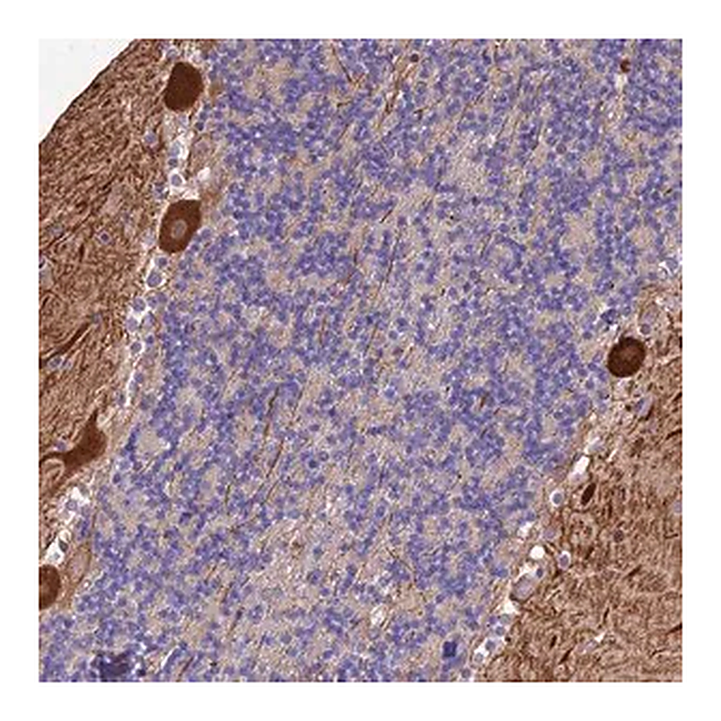 Merck Anti-MFSD2A antibody produced in rabbit