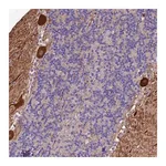Merck Anti-MFSD2A antibody produced in rabbit