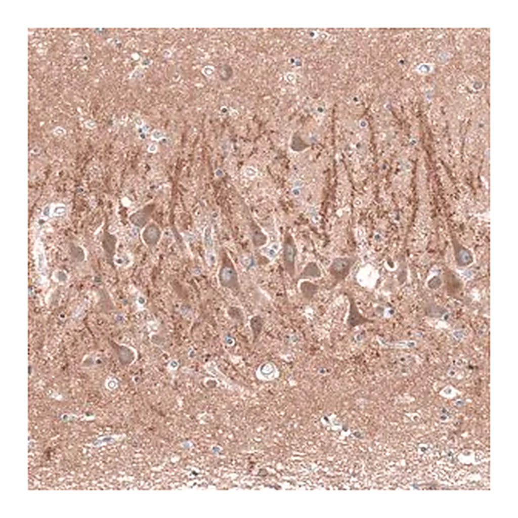 Merck Anti-CACNA1H antibody produced in rabbit