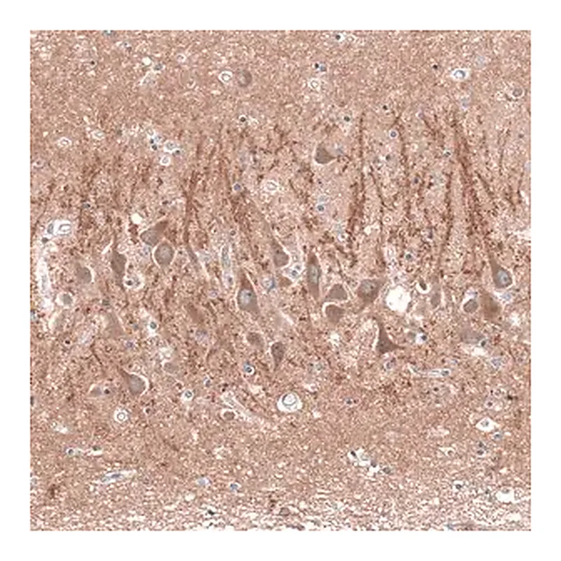 Merck Anti-CACNA1H antibody produced in rabbit
