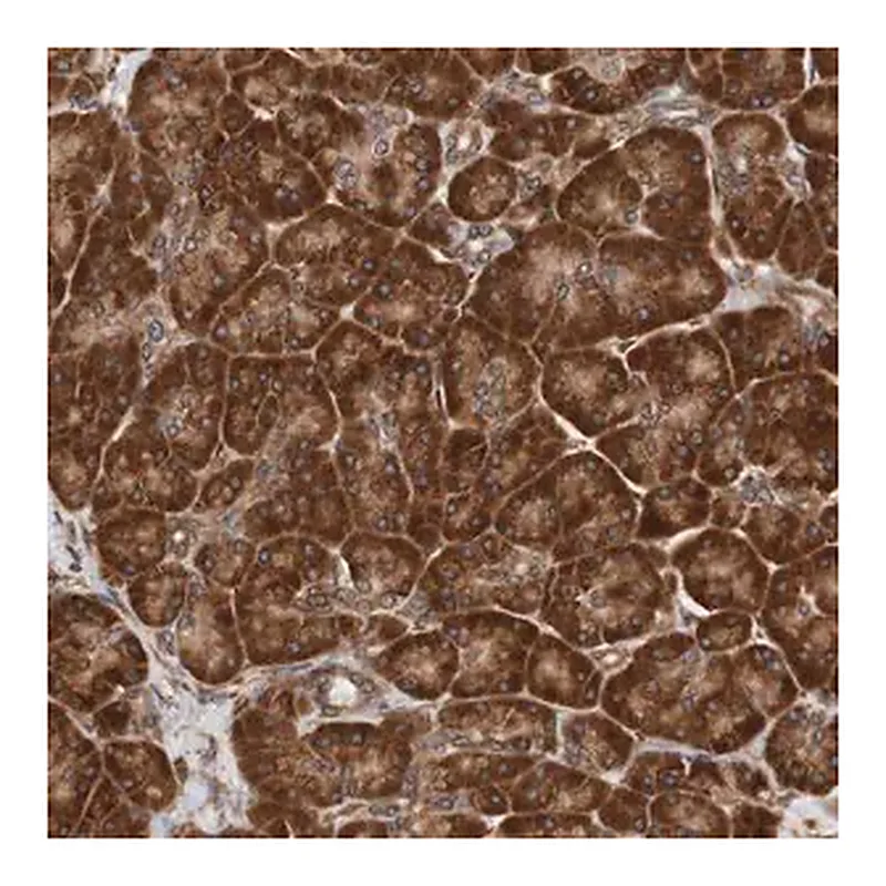 Merck Anti-TMEM109 antibody produced in rabbit