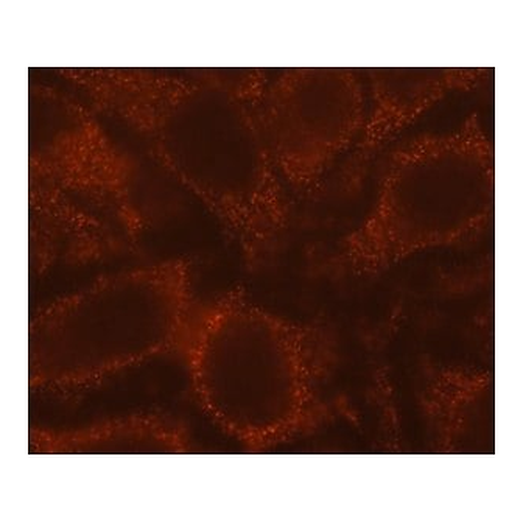 Merck Anti-Rubicon antibody, Mouse monoclonal