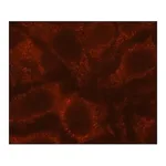 Merck Anti-Rubicon antibody, Mouse monoclonal