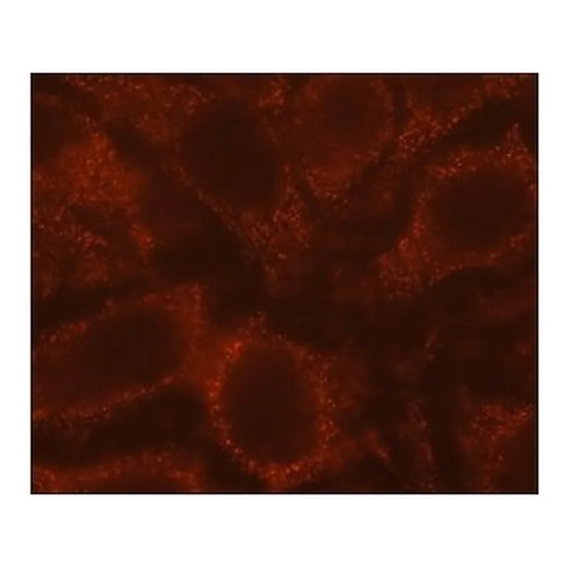 Merck Anti-Rubicon antibody, Mouse monoclonal