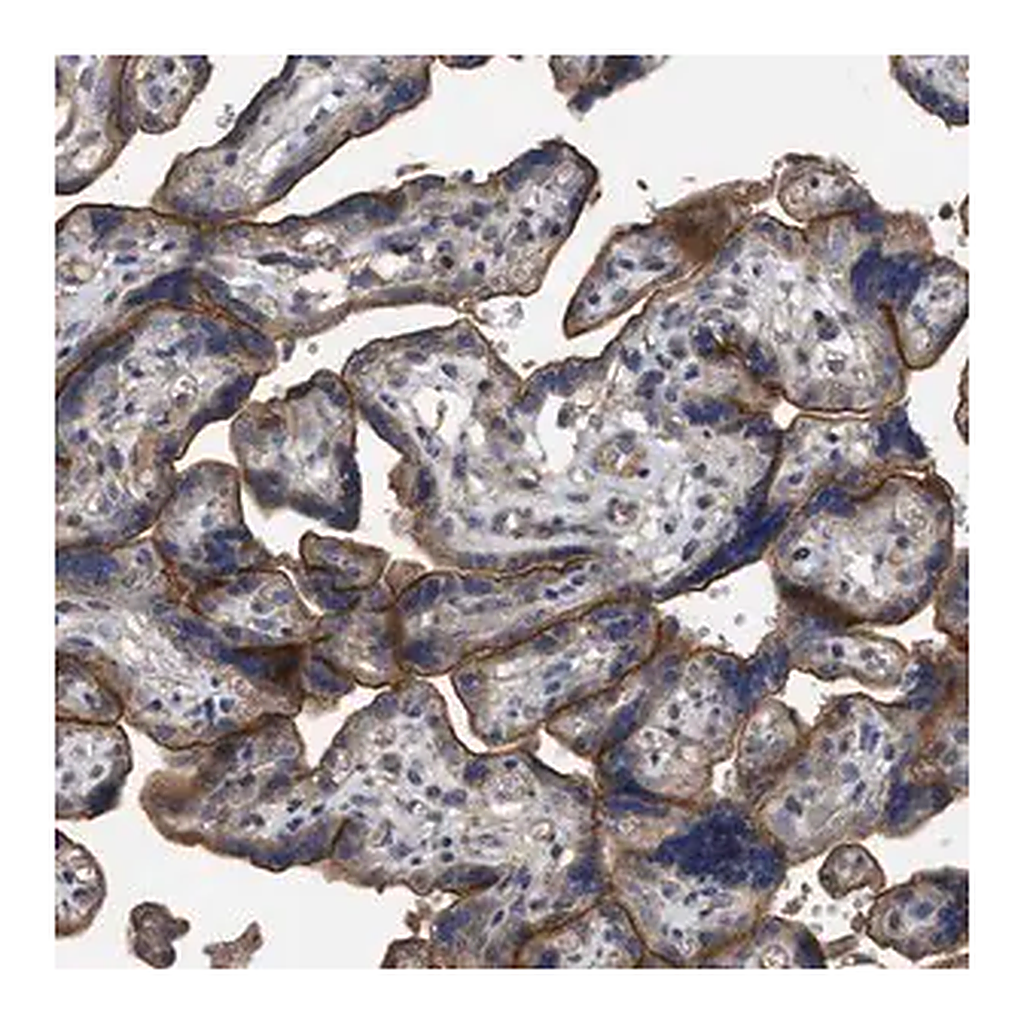 Merck Anti-BTN2A1 antibody produced in rabbit