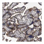 Merck Anti-BTN2A1 antibody produced in rabbit