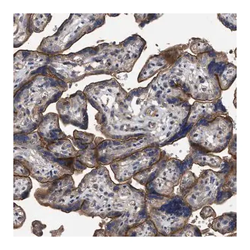 Merck Anti-BTN2A1 antibody produced in rabbit
