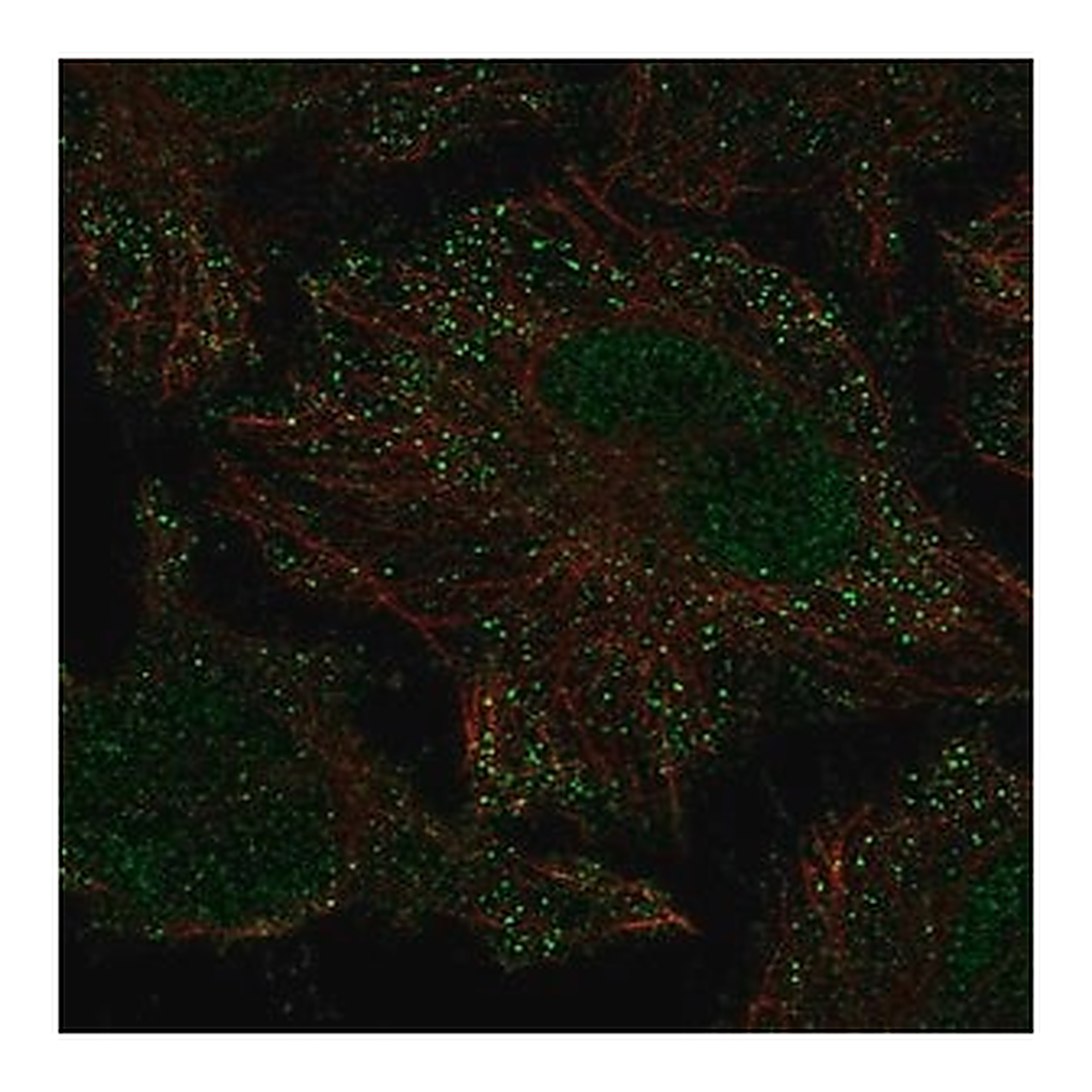 Merck Anti-PIEZO2 antibody produced in rabbit