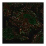 Merck Anti-PIEZO2 antibody produced in rabbit