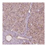 Merck Anti-SQSTM1 antibody produced in rabbit