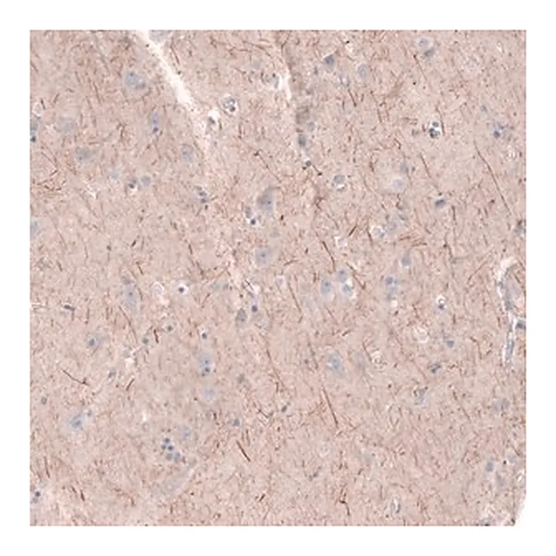 Merck Anti-PTPRK antibody produced in rabbit