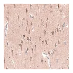 Merck Monoclonal Anti-CTGF antibody produced in mouse