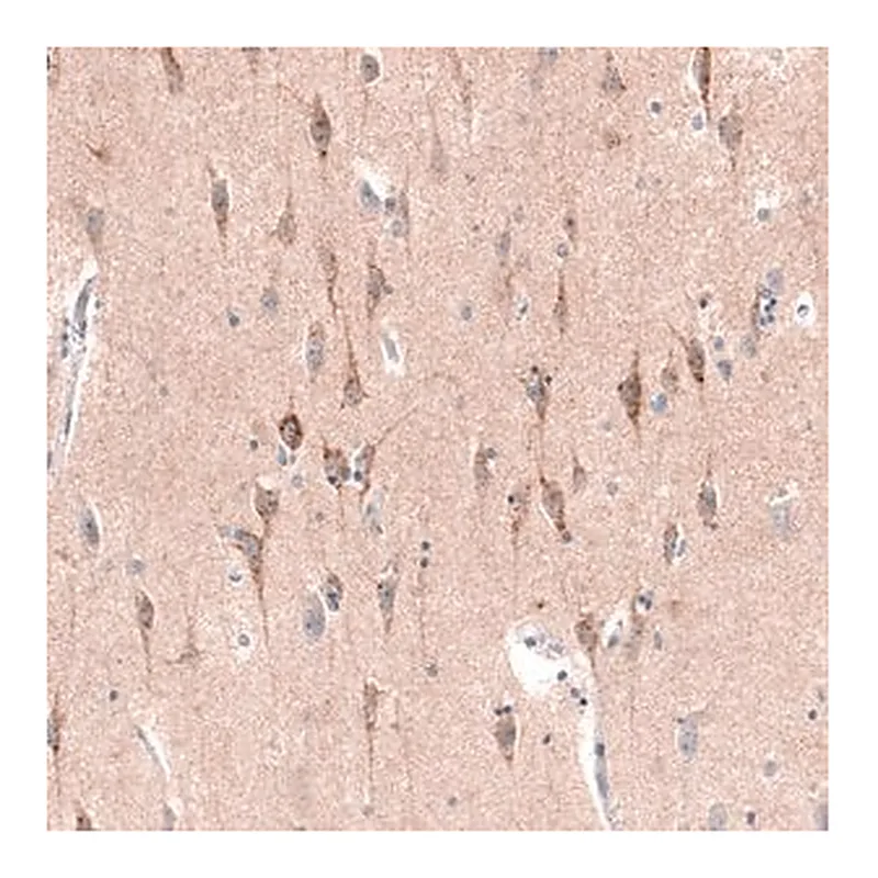 Merck Monoclonal Anti-CTGF antibody produced in mouse