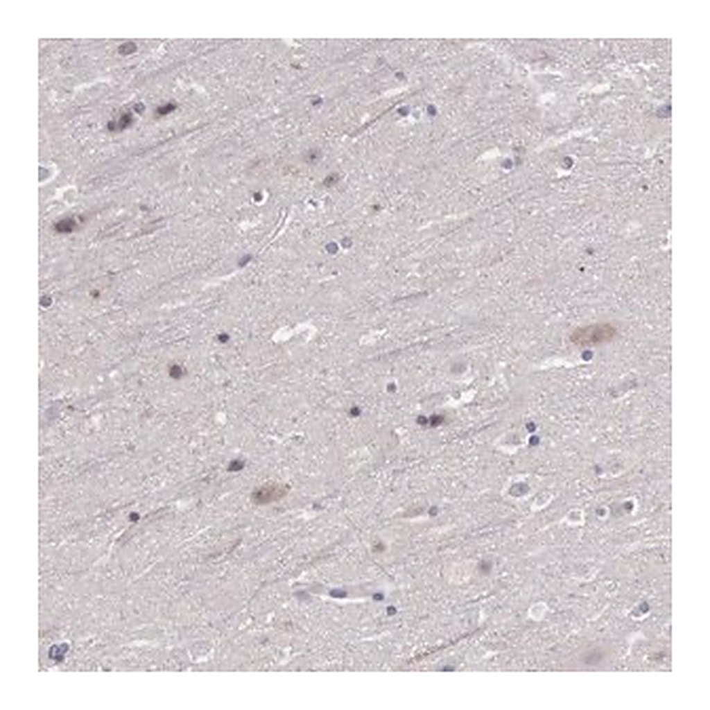 Merck Anti-FGD1 antibody produced in rabbit