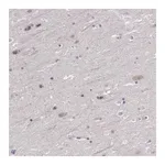 Merck Anti-FGD1 antibody produced in rabbit