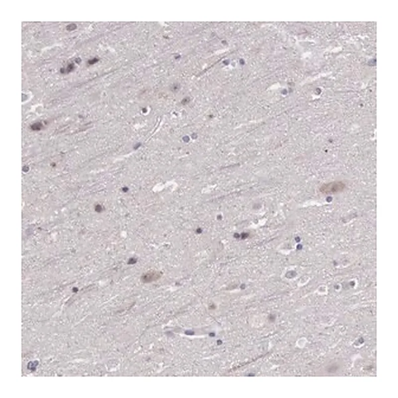 Merck Anti-FGD1 antibody produced in rabbit