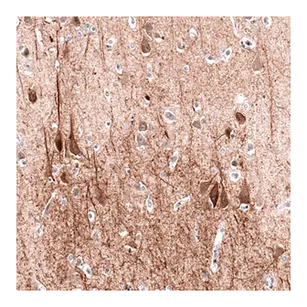 Merck Monoclonal Anti-MAP2 antibody produced in mouse