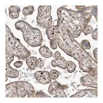 Merck Anti-SLC38A2 antibody produced in rabbit