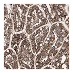 Merck Anti-ATP11C antibody produced in rabbit