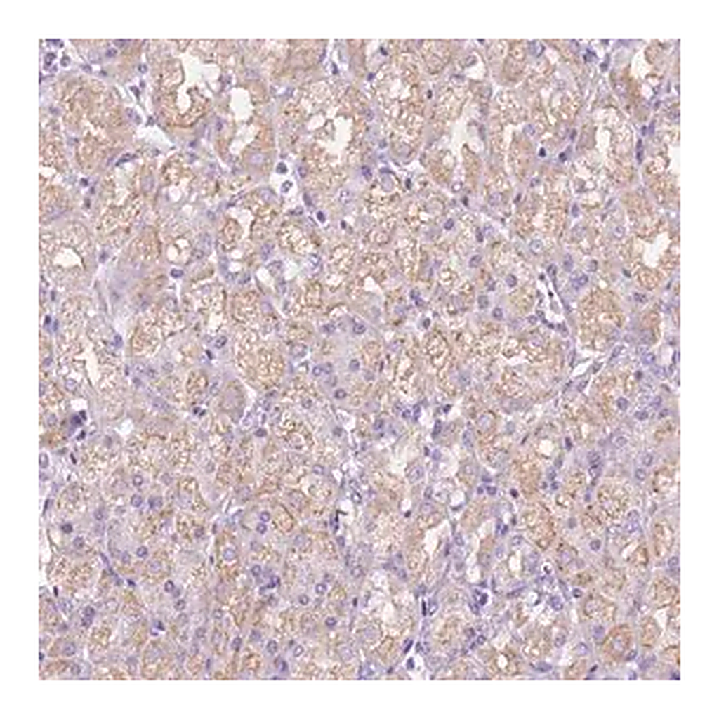 Merck Anti-CEACAM7 antibody produced in rabbit
