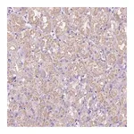 Merck Anti-CEACAM7 antibody produced in rabbit