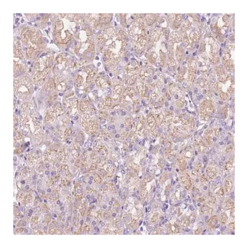 Merck Anti-CEACAM7 antibody produced in rabbit