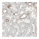 Merck Anti-PTH1R antibody produced in rabbit