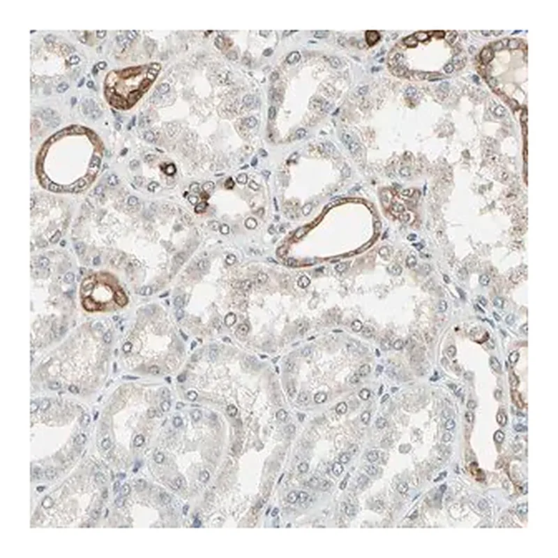 Merck Anti-PTH1R antibody produced in rabbit