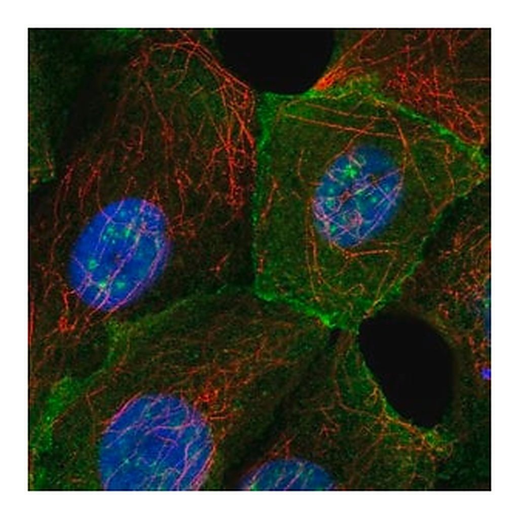 Merck Anti-MAPT antibody produced in rabbit